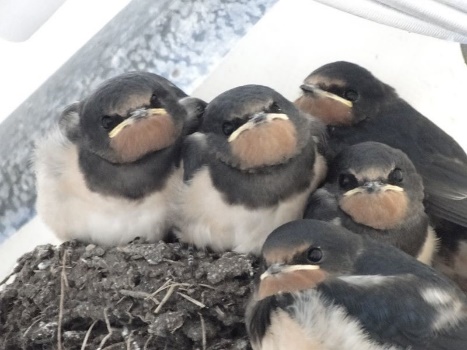 Birds inside Shieling Dryer